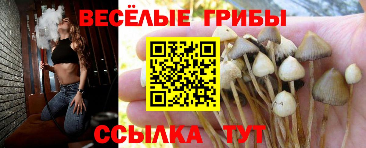 Балашов  Галлюциногенные грибы прущие грибы  Псилоцибиновые грибы Cubensis  где купить   Вход с VPN 